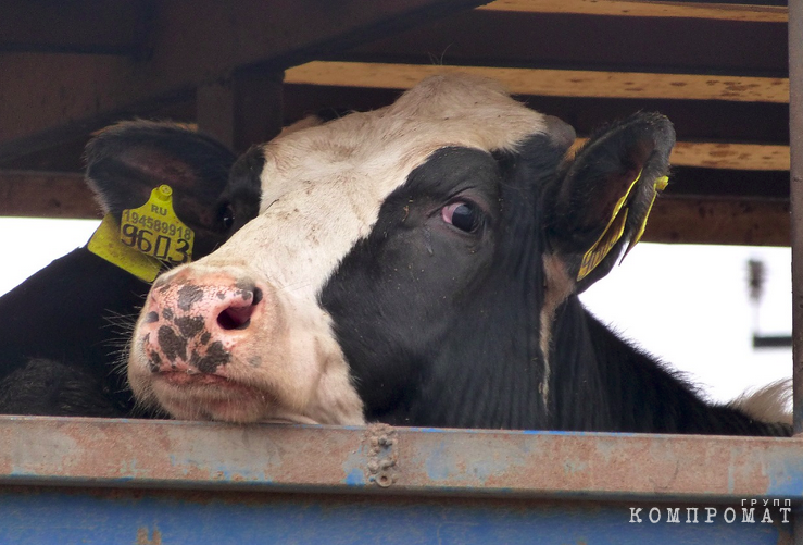ХМАО теряет молочное животноводство. Крупному предприятию АПК из Урая не хватает кормов